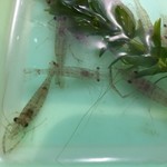 旬ものと日本酒 とみ笑 - 山口の手長えび