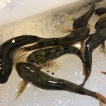 旬ものと日本酒 とみ笑 - 新潟のかじか