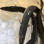 旬ものと日本酒 とみ笑 - 山口の海の鰻