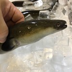 旬ものと日本酒 とみ笑 - 宮城の川の鰻