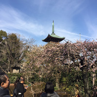 鰻割烹 伊豆栄 本店 - 