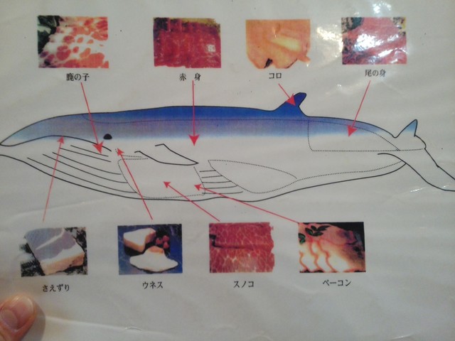 鲸鲨身体结构图图片