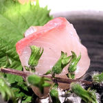 みこころや - カンパチ