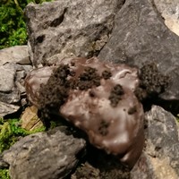 L'EAU - さて、どれが食べられるでしょう