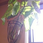 Gout - 陽光を浴びる観葉植物