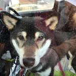 ピッザピッザピッザ - 