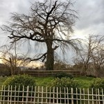 未在 - 円山公園の桜〜準備中^ ^