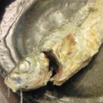 海鮮立飲み 魚範 - ふっくらおいしい