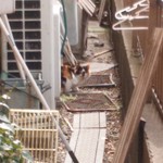 北珍 - お店の犬と猫
