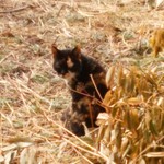 北珍 - お店の犬と猫