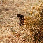 北珍 - お店の犬と猫