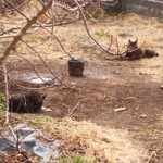 北珍 - お店の犬と猫
