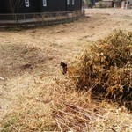 北珍 - お店の犬と猫