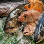 のとだらぼち - 日本海の鮮魚