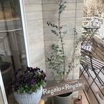 レガーロ×レガーレ - 