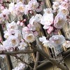 パティシエ イナムラ ショウゾウ パティシエ イナムラ ショウゾウ