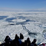 麺屋 海嵐 - ［2019/02］薄そうに見えますが、結構厚いそうです。