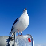 麺屋 海嵐 - ［2019/02］どうもこの鳥の居場所らしく、人が寄ってもどきません。