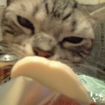 ガトーフェスタ ハラダ 松屋銀座店 - 