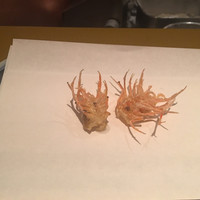 日本料理 「さくら」   ヒルトン東京お台場 - 