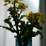 築地寿司清 - からし和えを免れた菜の花