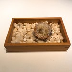 レストラン ビオス - ２の皿