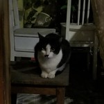 L'Etage Cafe - 可愛い猫ちゃんがいました