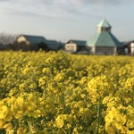 道の駅とみうら 枇杷倶楽部 - 菜の花畑から枇杷倶楽部を望む