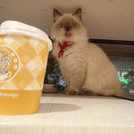 猫カフェ ぷちまりー - ドリンク写真:ジェシカ「あら、おいしそうなドリンクがあるニャン❤️」