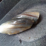 寿司割烹 魚紋 - 小鯺