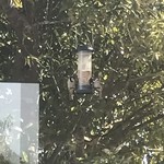 オルガン堂 クラシックス - 餌付けしてスズメが