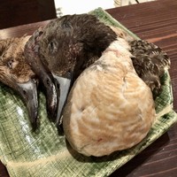 たでの葉 - 天然の尾長鴨
