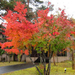 時の宿 すみれ - 