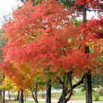 時の宿 すみれ - 