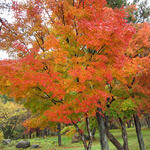 時の宿 すみれ - 