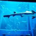 パンケーキ プニ - 水槽のサメ