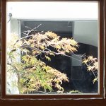 もみじが色づいています