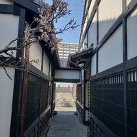 ecco - 春の足音が聴こえてきました