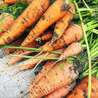 シェフが収穫した安全で本当に美味しい野菜を様々な調理法で
