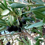 アンティカ オステリア バーチョ - オリーブ