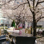 LF CAFE - 桜満開　テラス席