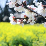 道の駅 オライはすぬま - 梅と菜の花