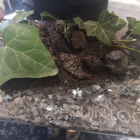 クイントカント - 