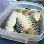 陸奥 こむらさき - このしろ酢〆