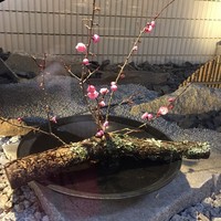 鉄板料理 花六 - 梅の枝