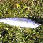 山本養鱒場 - ヤマメ釣れた！