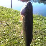 山本養鱒場 - ニジマスもゲット！！