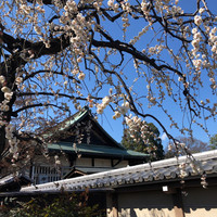 川越 いちのや - 