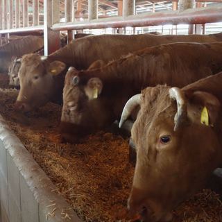 自社牧場肥育！阿蘇の自然の中で育った自慢のあか牛をご提供