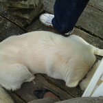 豆岳珈琲 - ずっと足元にいました（笑）